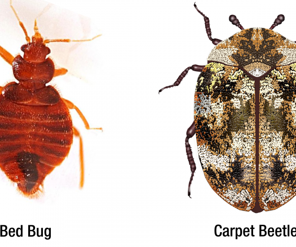 bed bug vs carpet beetle