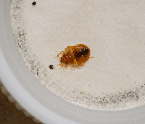 bed bug in dish