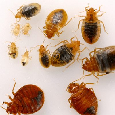 bed bug nymphs