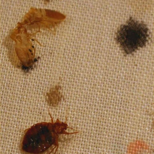 bed bug shells