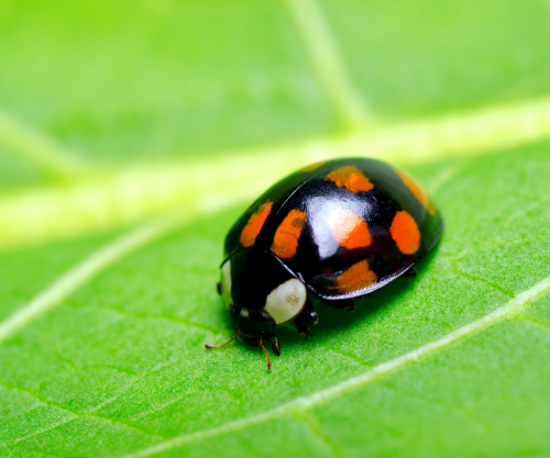 black ladybug