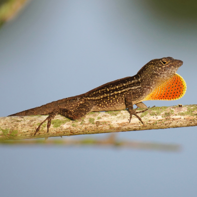 brown anole