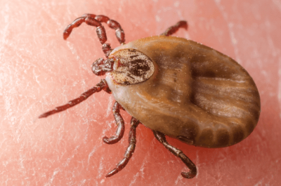 brown dog tick