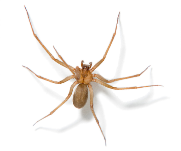 brown recluse