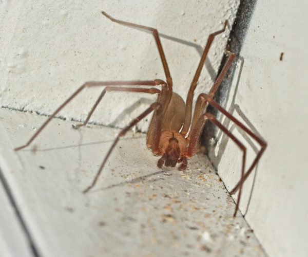 brown recluse