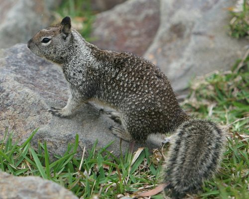 california ground squirrel