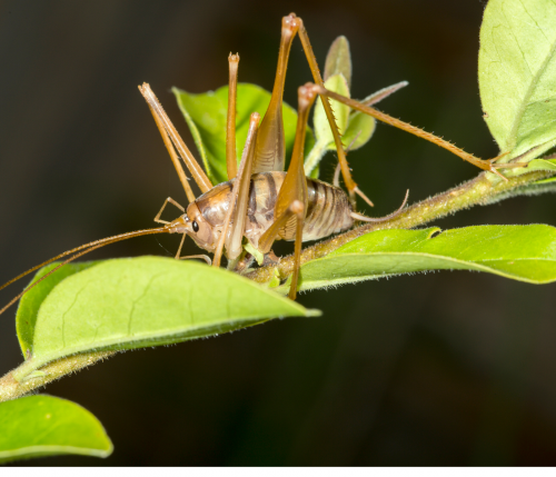 How To Get Rid of Camel Crickets? - Pest Control Gurus