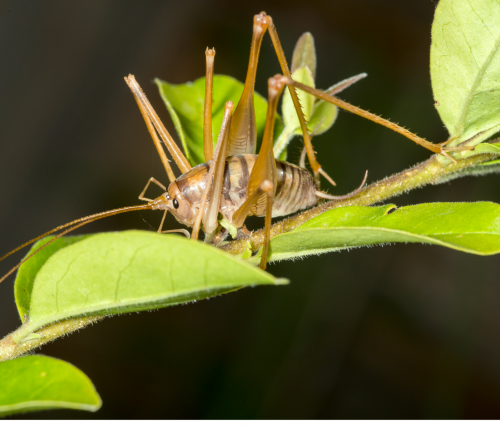 camel cricket on branch