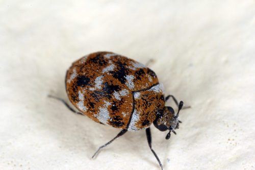 varied carpet beetle