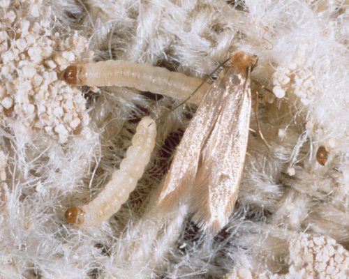 carpet moth larvae and moth