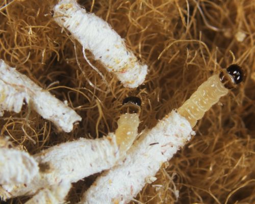 case bearing carpet moth