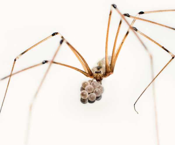 cellar spider eggs