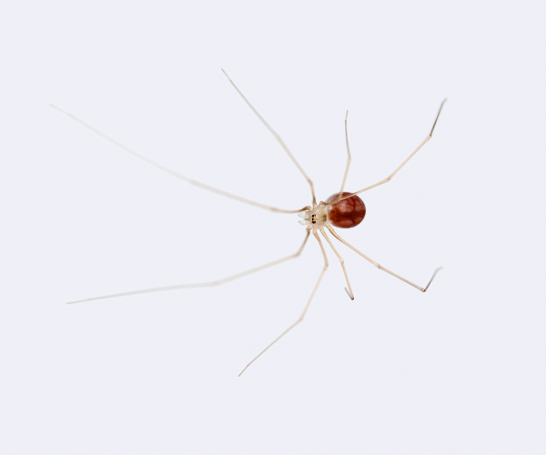 cellar spider