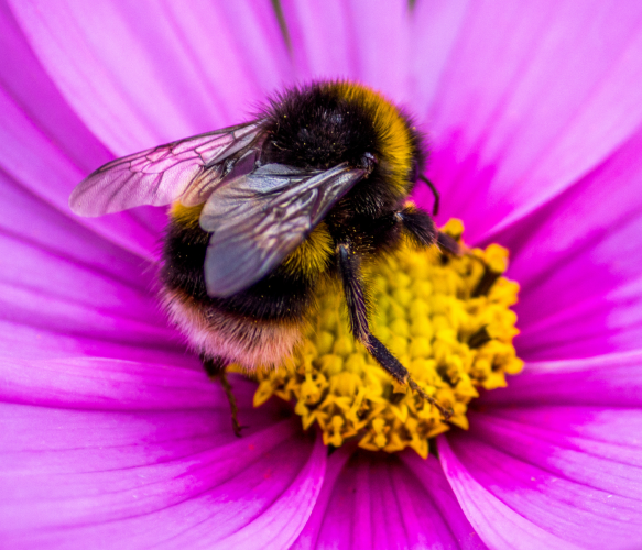 close up bumblebee on flower