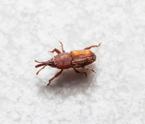 close up of rice weevil