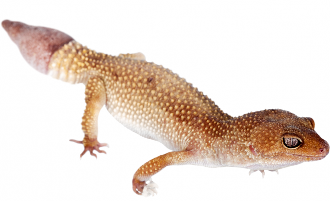 common house gecko