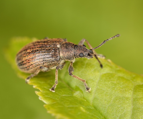 common weevil