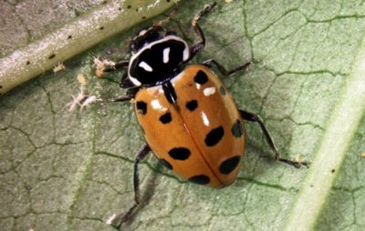 convergent ladybugs