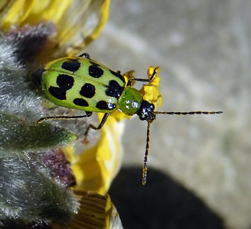 cucmber beetle