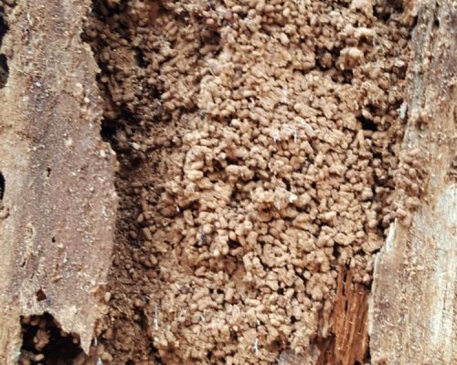 dampwood termite patches