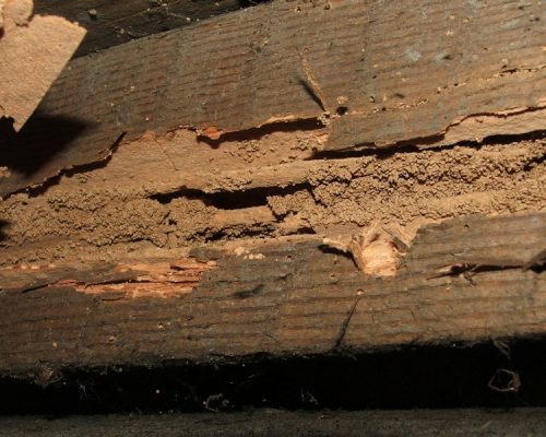 dampwood termite seals