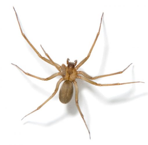 desert recluse spider