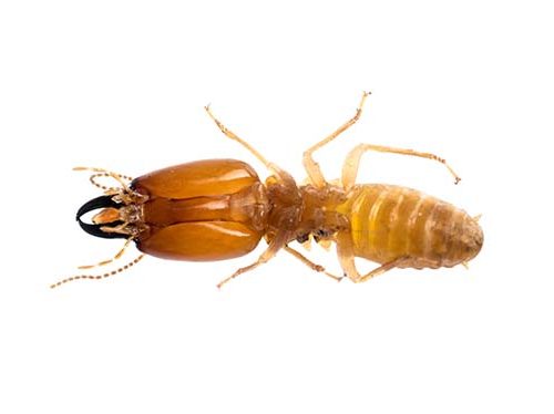 drywood_termite_white_background