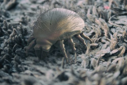 House dust mite