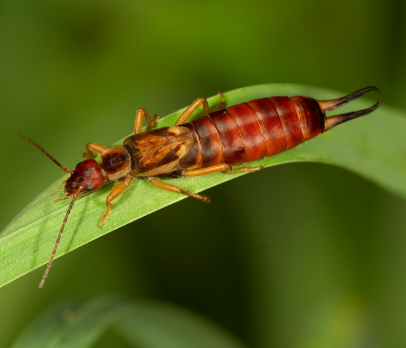 earwig on leaf