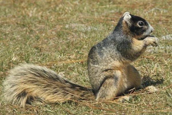 eastern fox squirrel