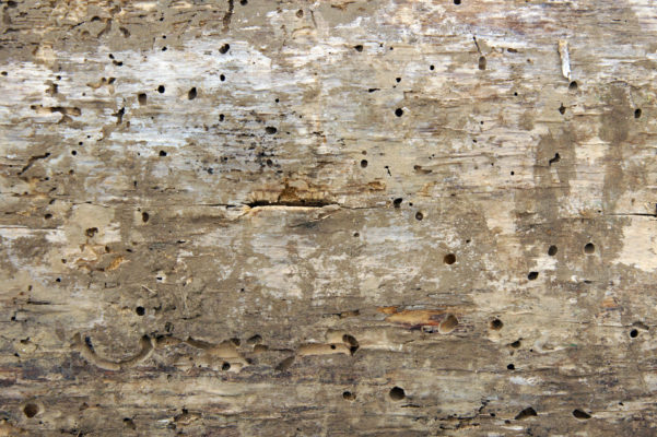 Woodworm holes and burrows