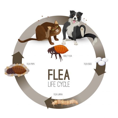 Flea life cycle circle