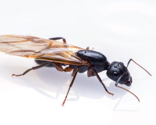 close up flying ant isolated on white background. Winged Carpenter ant