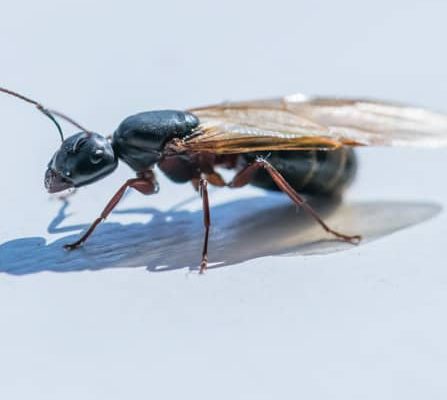 flying carpenter ant-up-close
