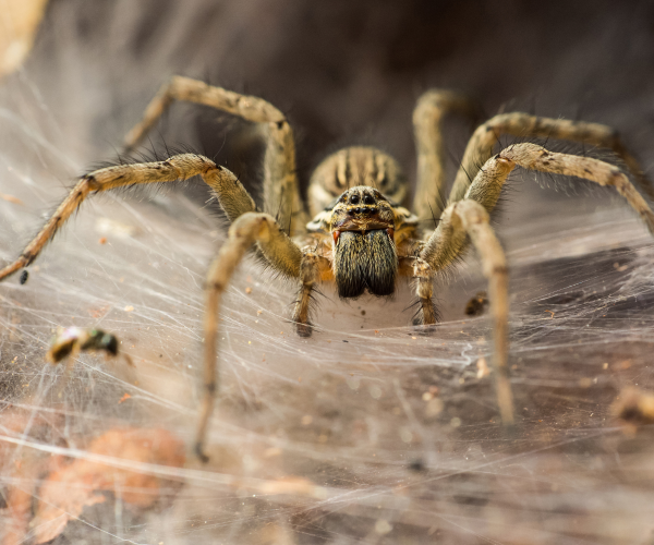 funnel web spider