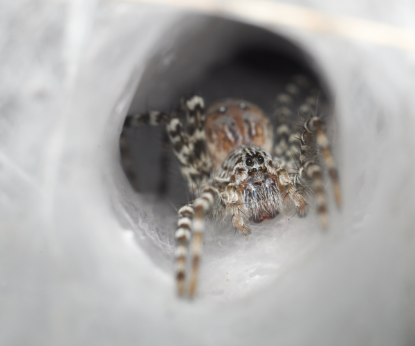 funnel web spider - real