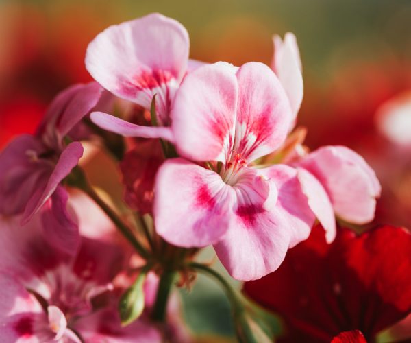 Close up image of bright pink geranium macro image