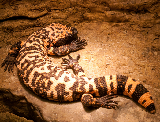 gila monster