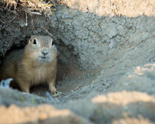 gopher