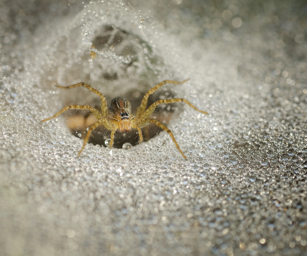 grass spider