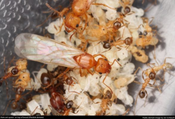 grease ants with flying ants