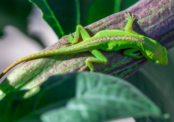 green anole