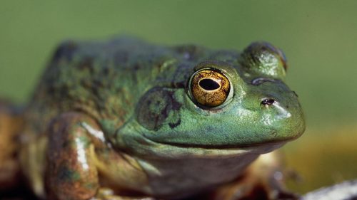 green farming frog