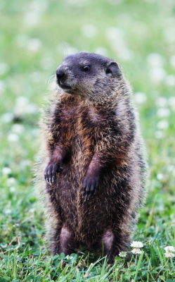 groundhog standing up