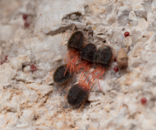 group of clover mites