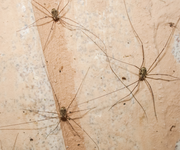 harvestmen