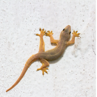 house gecko