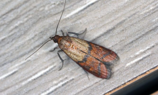 indian meal moth