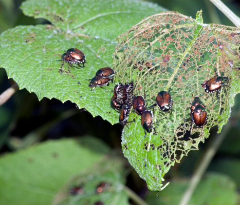 japanese beetle damage