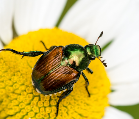 japanese beetle on flowe